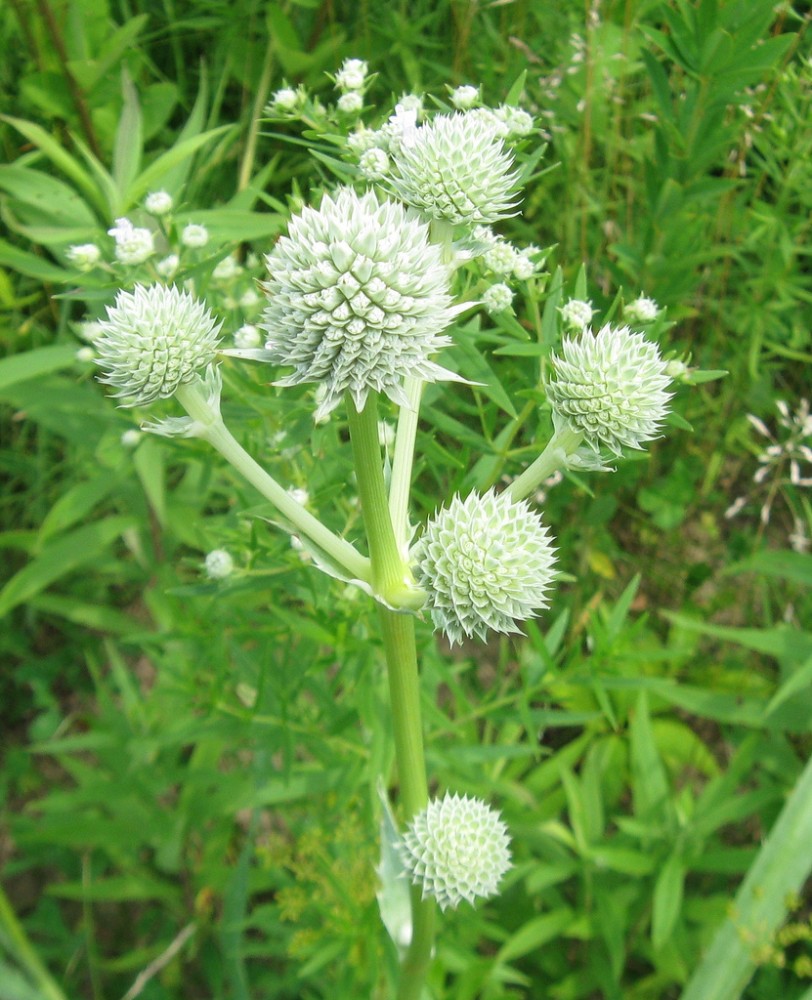 rattlesnake_master2